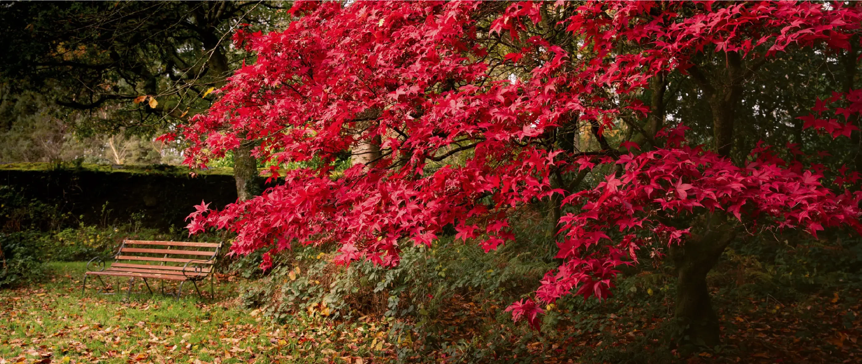 Walks & Trails russborough 01