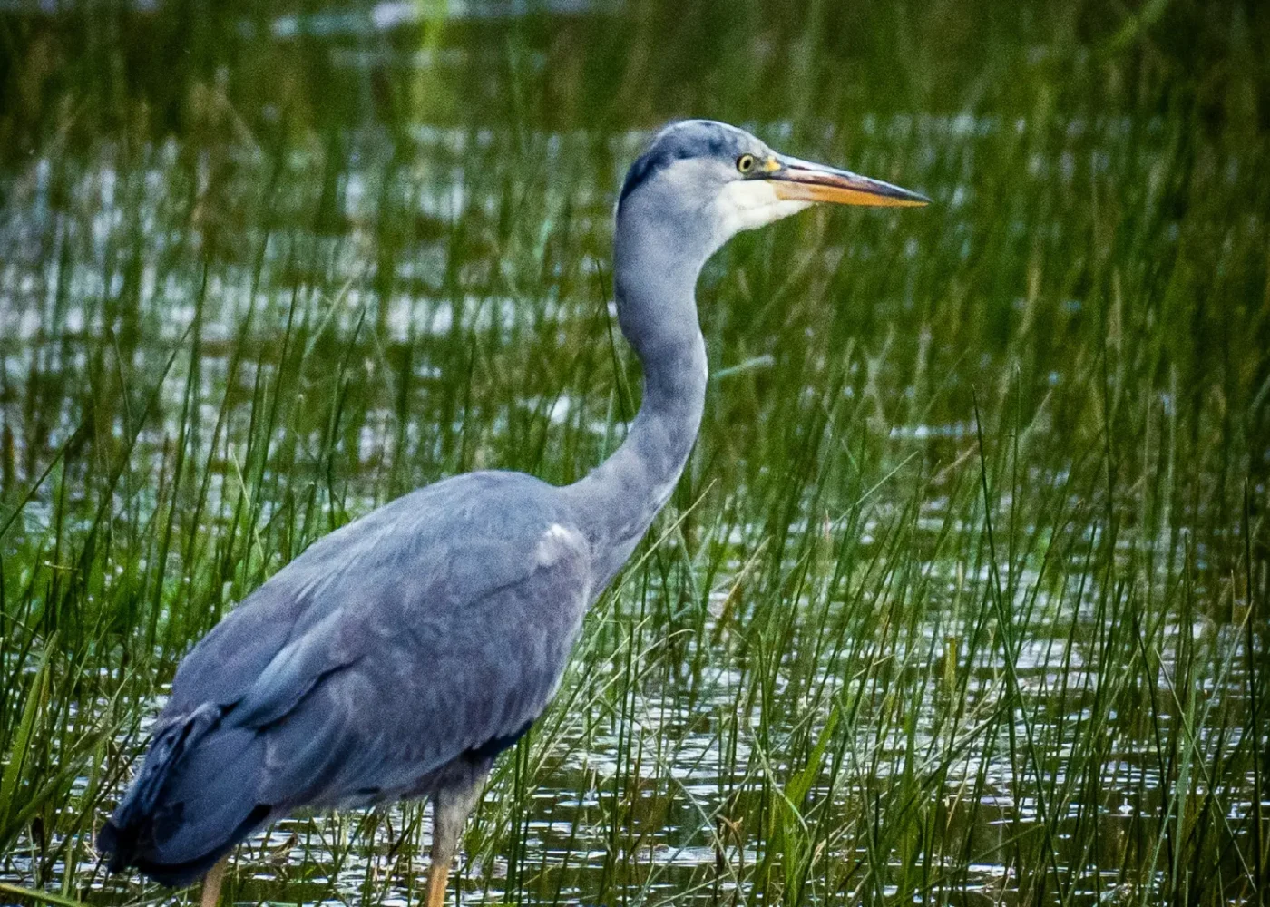 biodiversity at russborough demense - wild birds