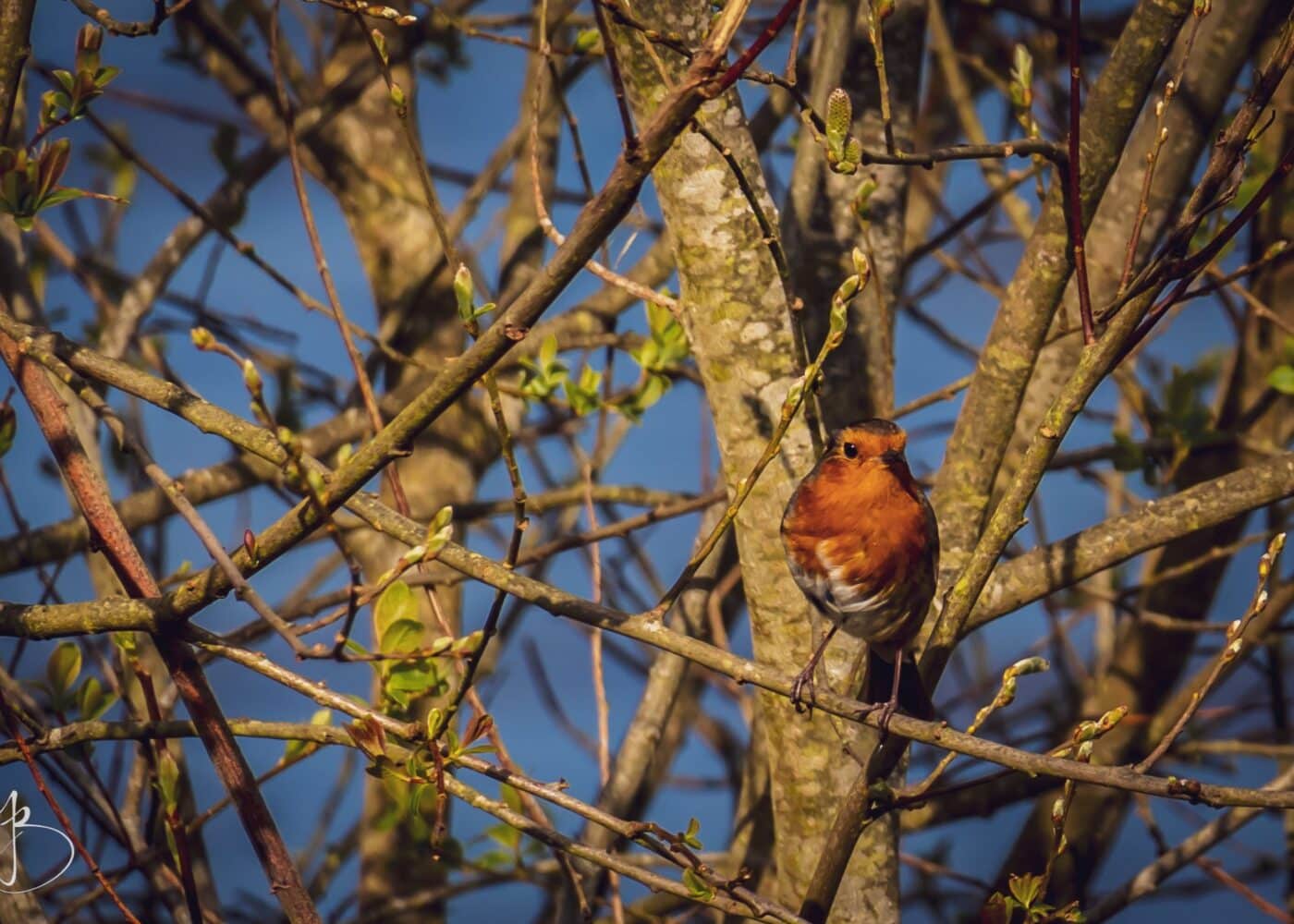 robin bird in tree