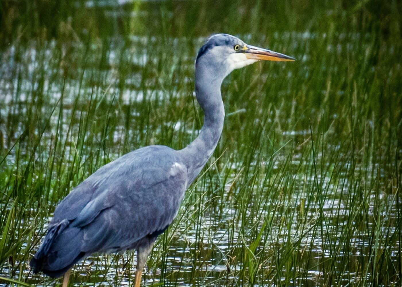 Heron in the Lake