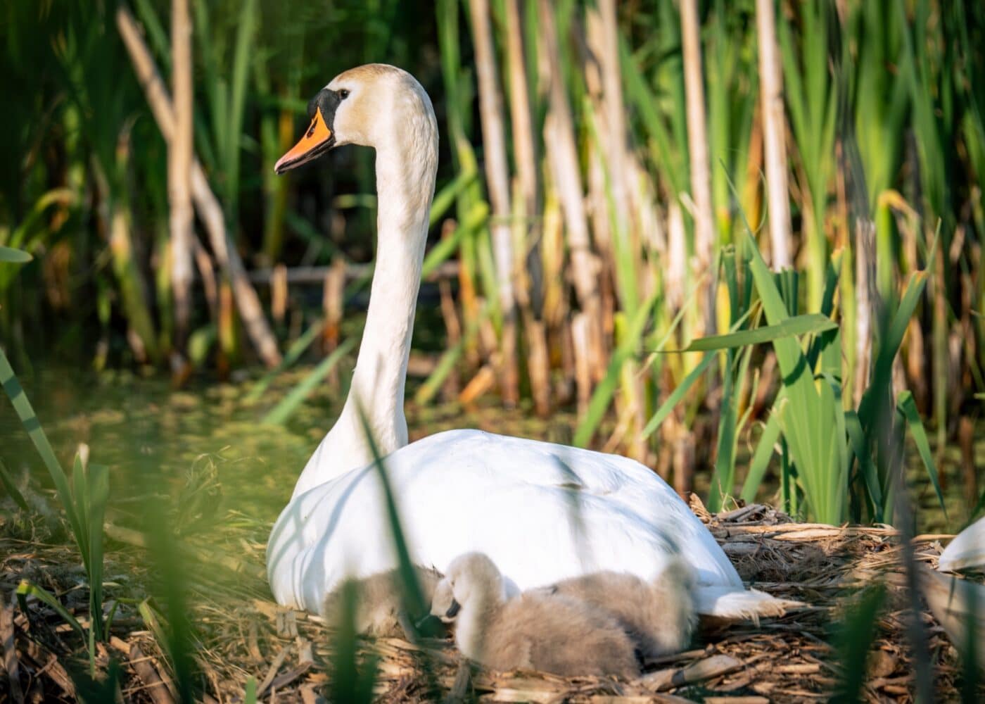 swan nest