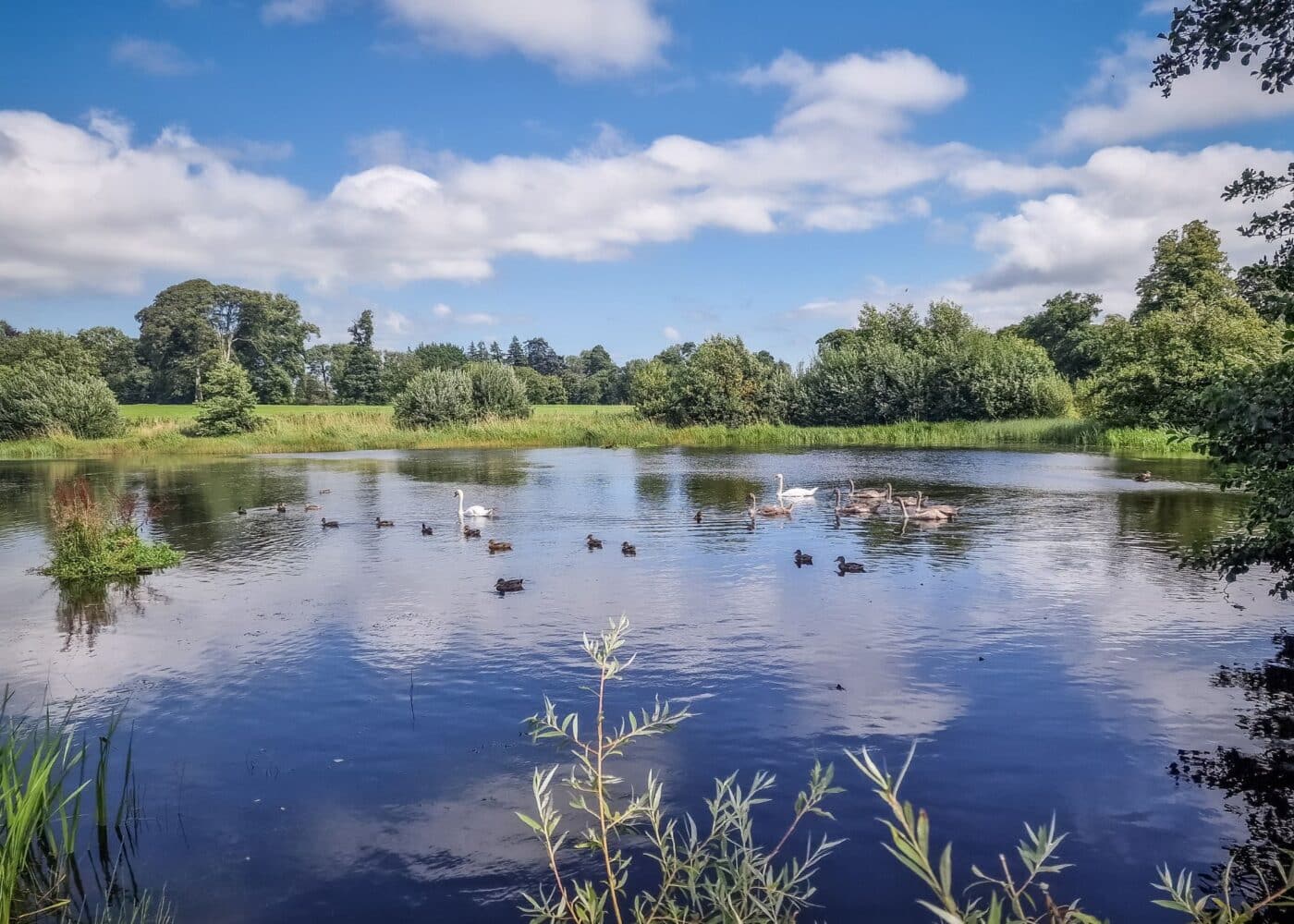 swans on the lake