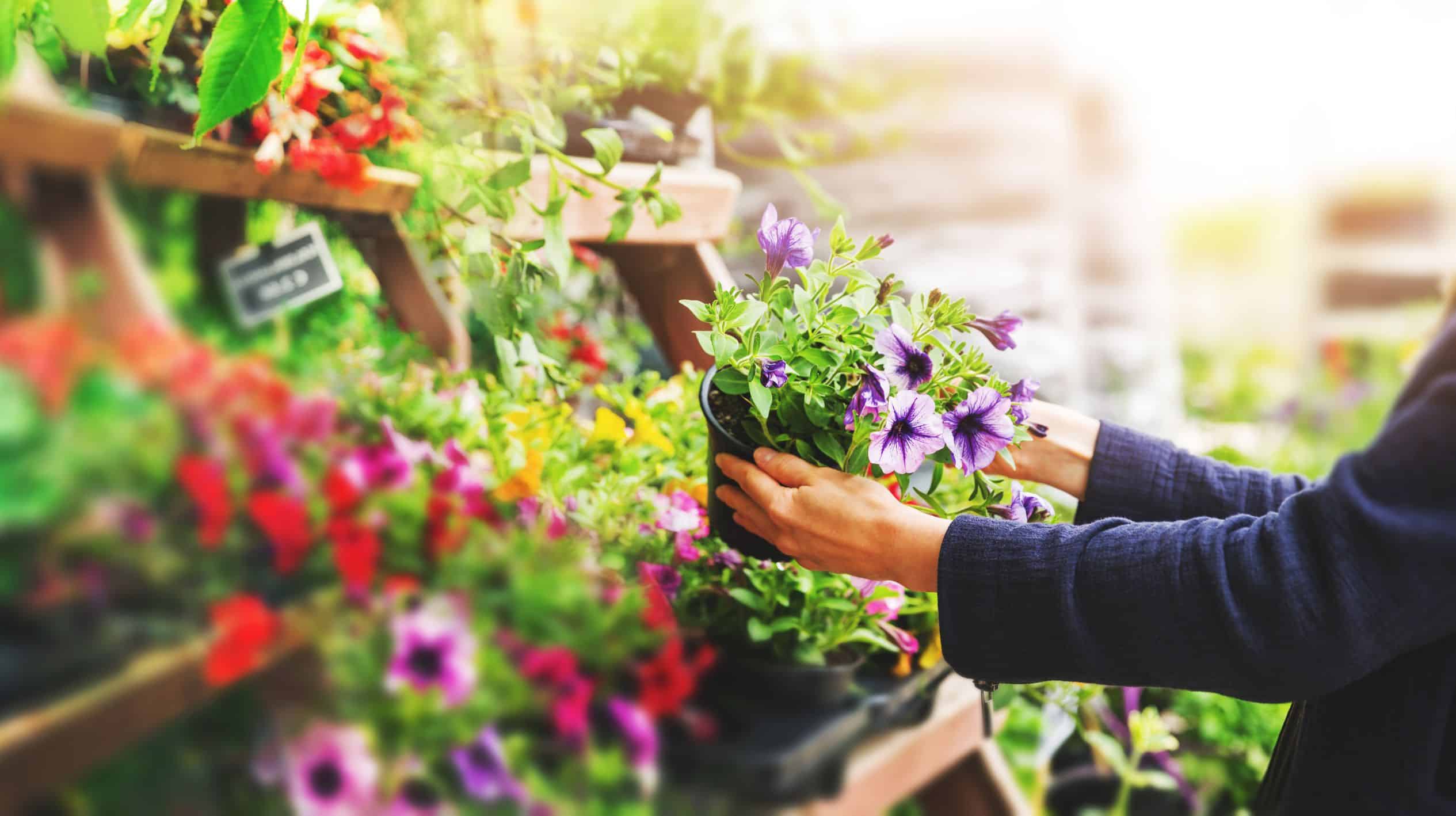 buying plants at garden show