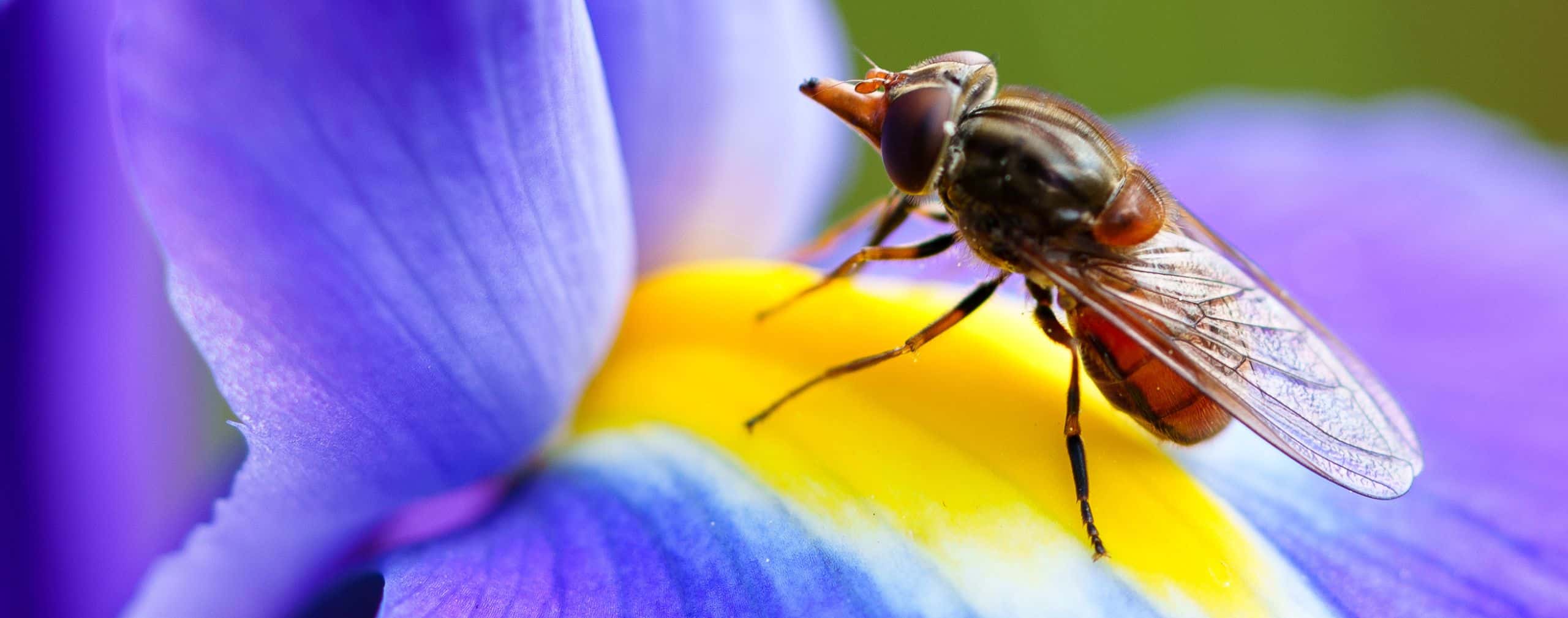 insect on flower desktop