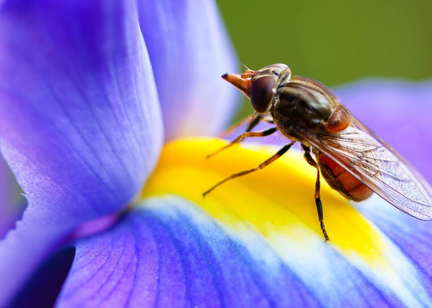 insect on flower for biodiversity week at russborough