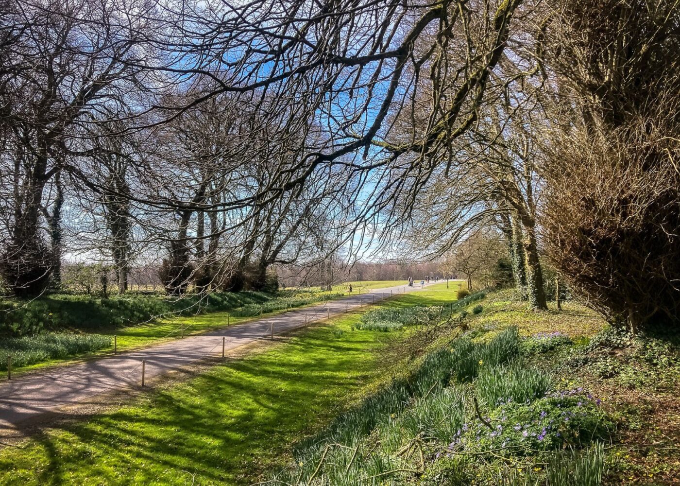 The avenue at Russborough