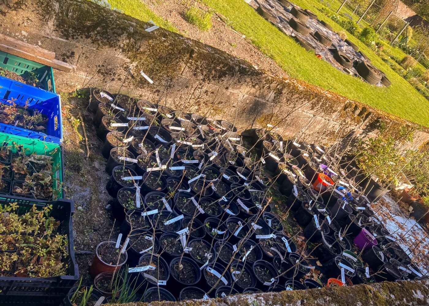 oak growing project at russborugh