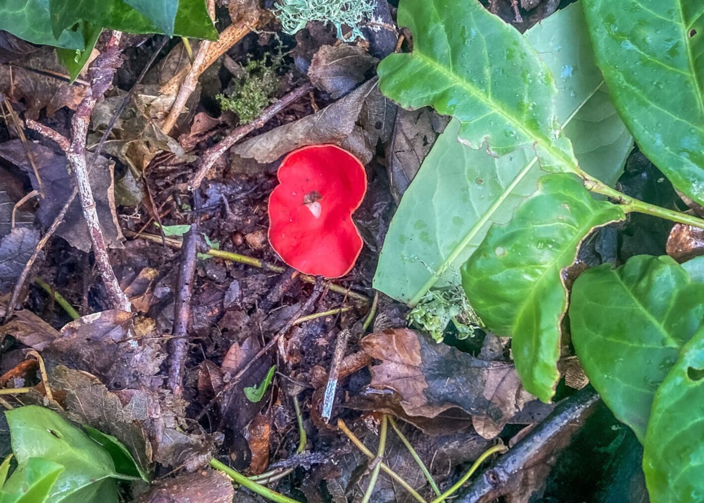 red cap mushroom
