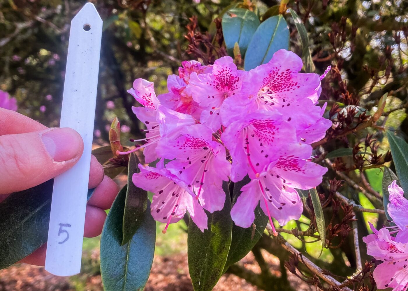 rhododendron labeling