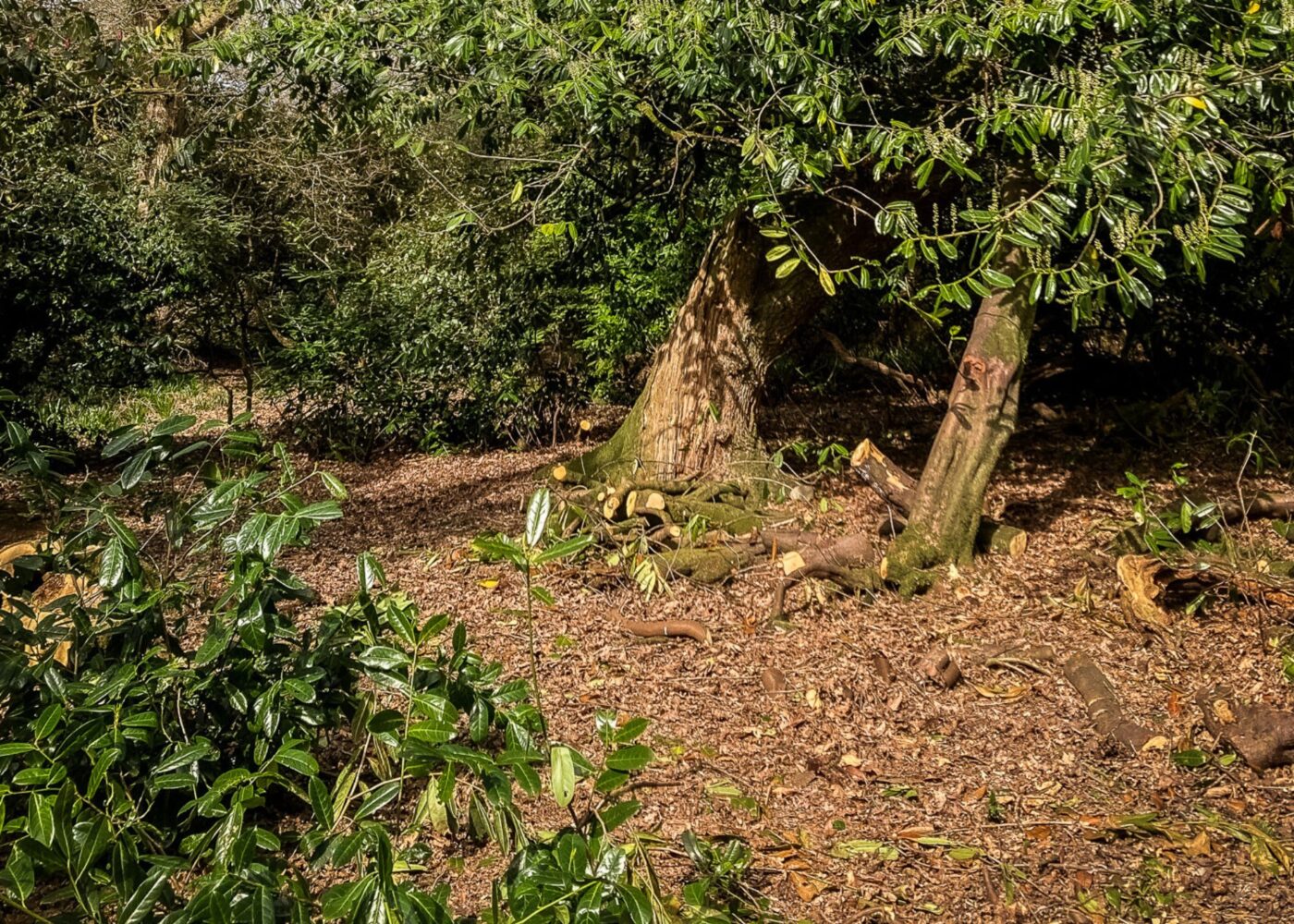 woodland garden clearance