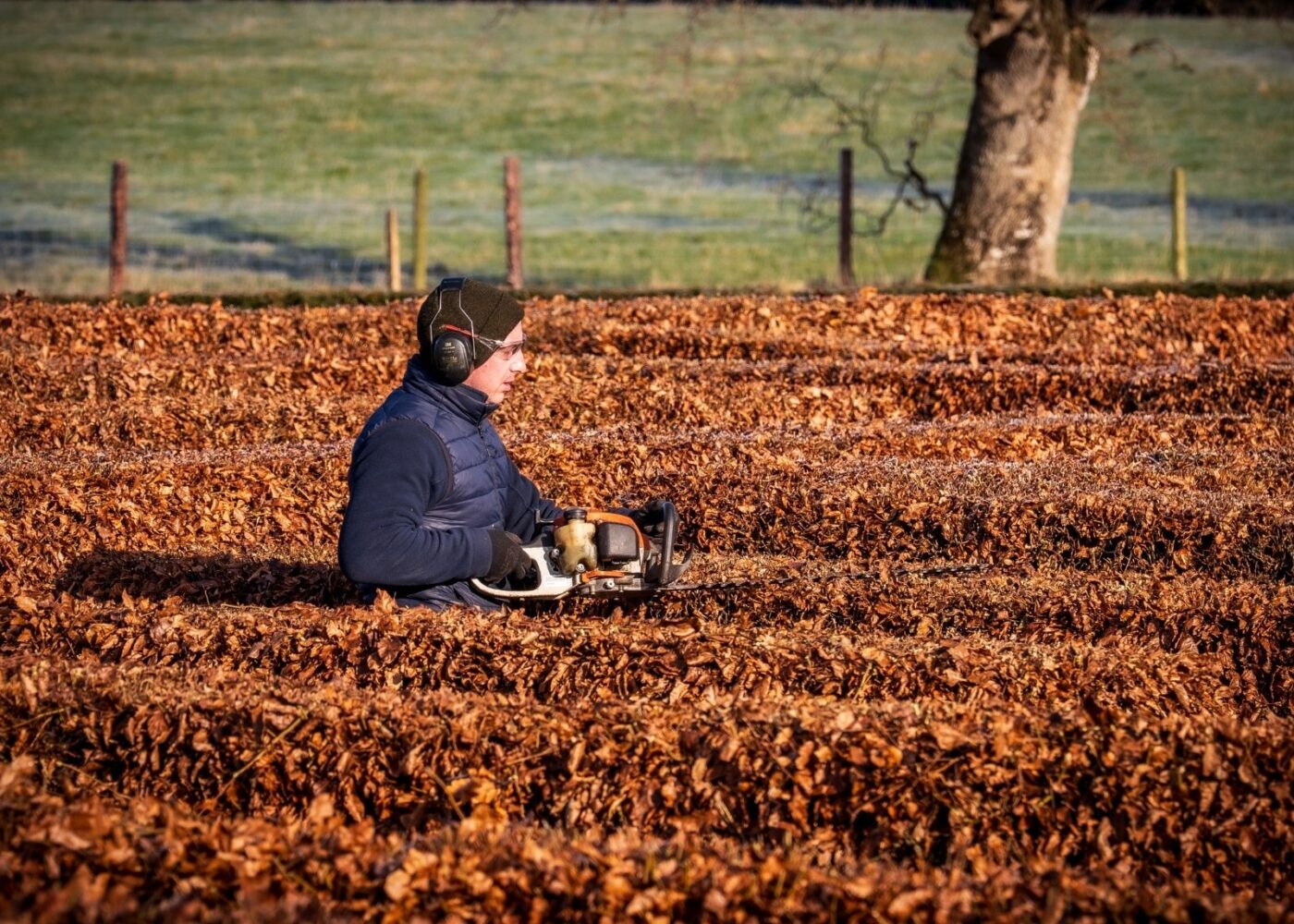 Cutting the beech hedge maze at russborough