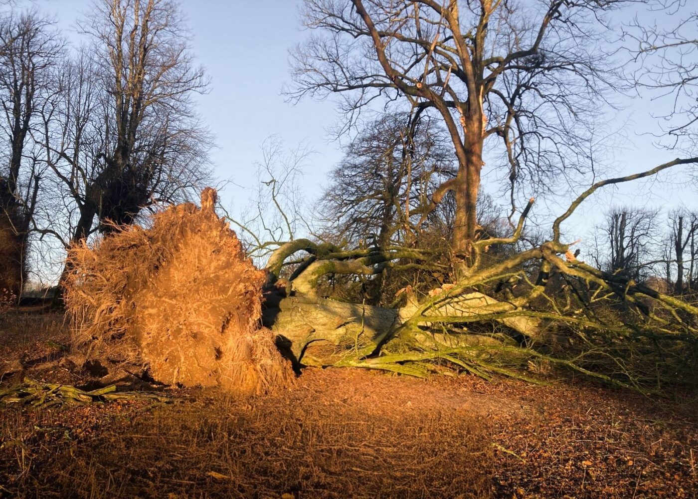Tree Storm Damage at Russborough