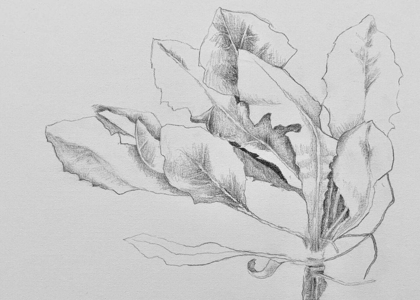 nature drawing workshop