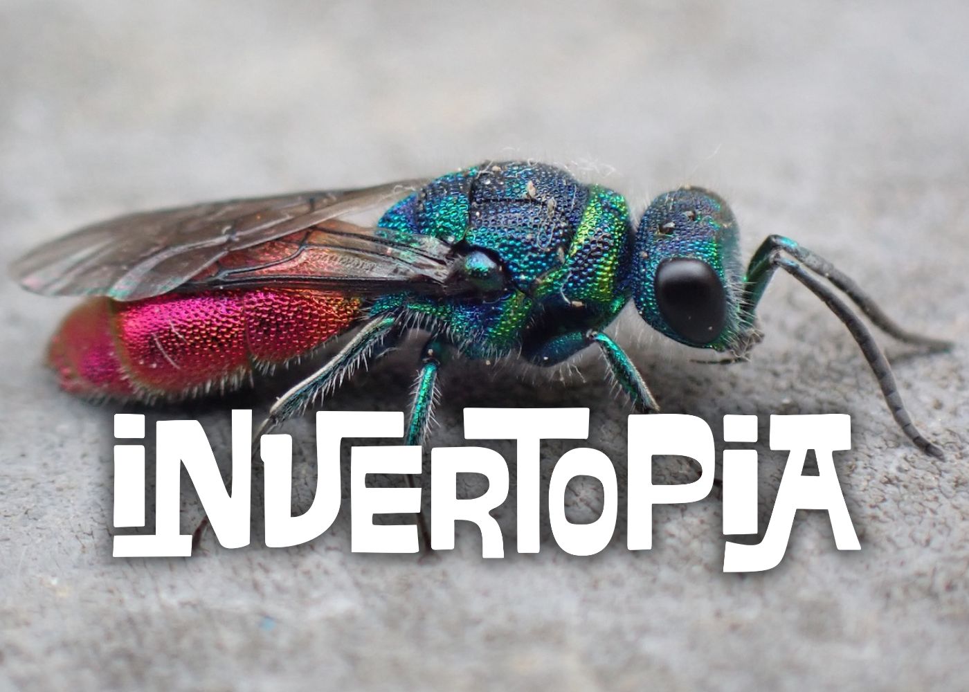 close up of insect