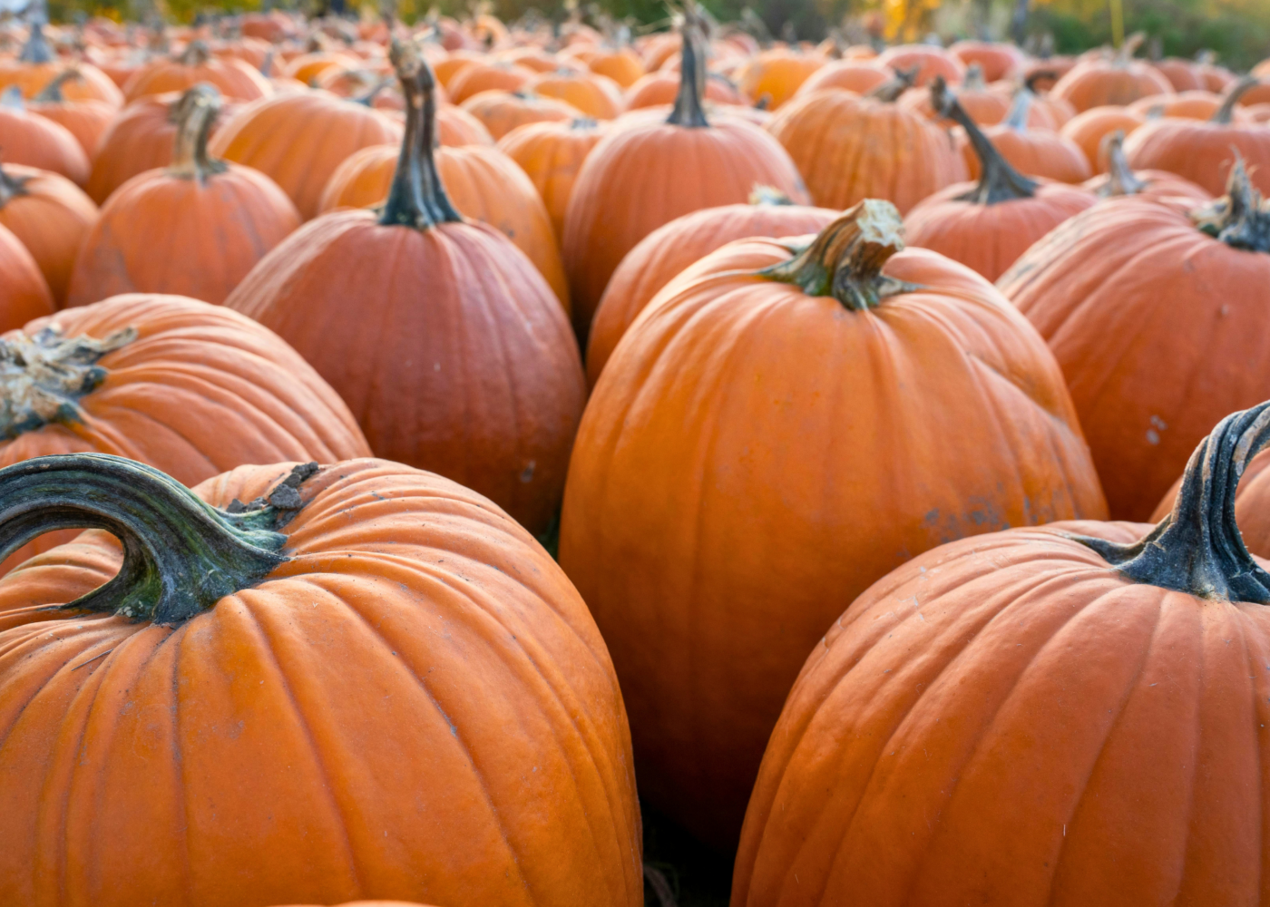 Pumpkin patch at Russboro